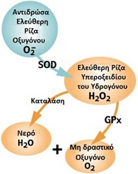 Ελέυθερες Ρίζες